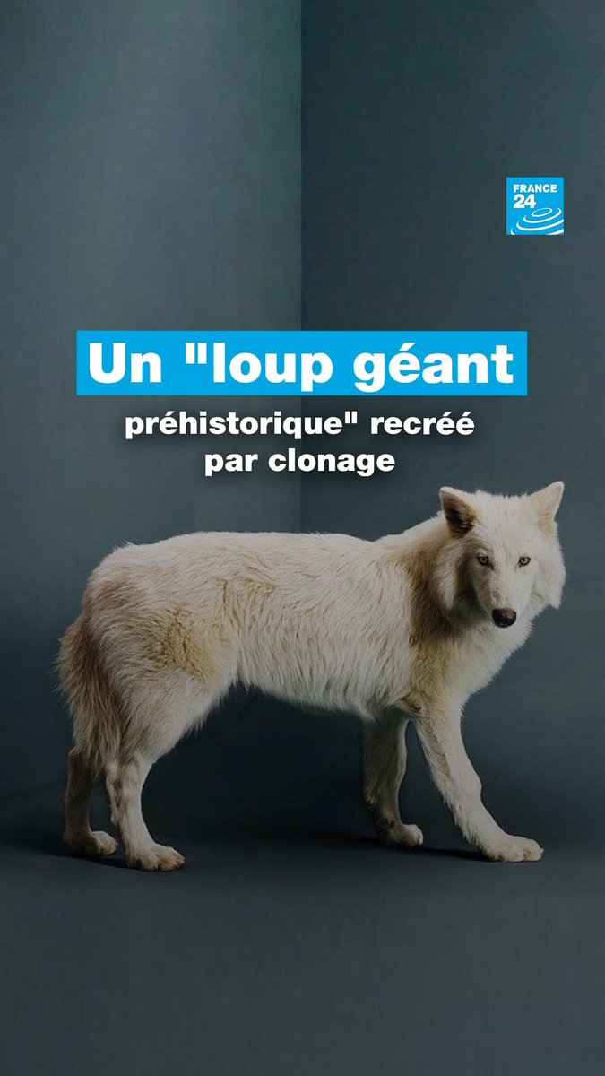 Disparue il y a plus de 12 000 ans, une espèce de "loup géant préhistorique" a été ramenée à la vie par des scientifiques par #clonage