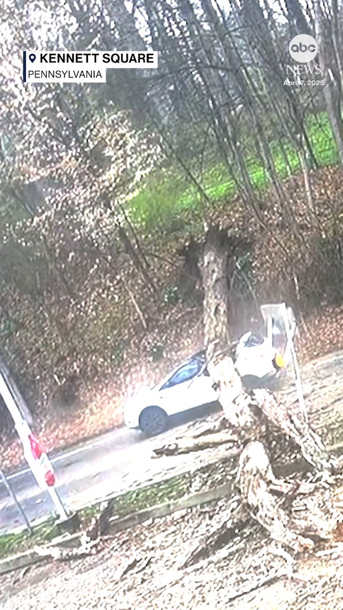 A woman's near-death experience was caught on camera when a massive tree fell and crushed her car in Pennsylvania. Amazingly, she was able to open her door and get out of the car.