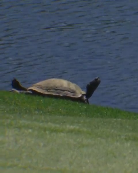 Best seat in the house to watch Rory McIlroy's skip shot on No. 16. #themasters