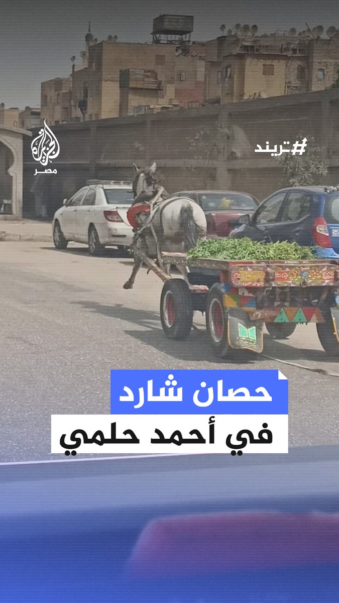 #حصان شارد بين المارة والسيارات بشارع أحمد حلمي في #القاهرة وسط محاولات للسيطرة عليه #تريند