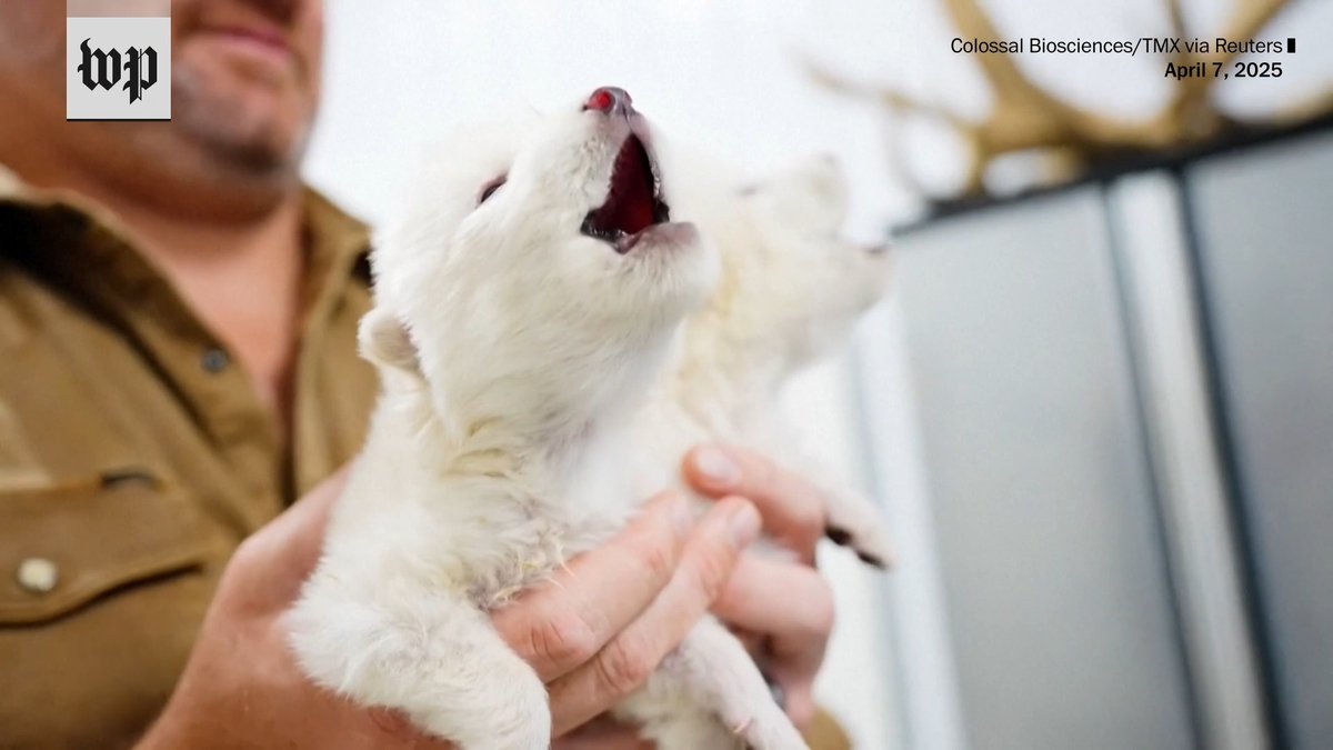 For over 2 million years, dire wolves roamed present-day North America until their extinction around 10,000 B.C. On Monday, a Dallas-based bioscience firm said it had brought the species back to life in the form of three pups.