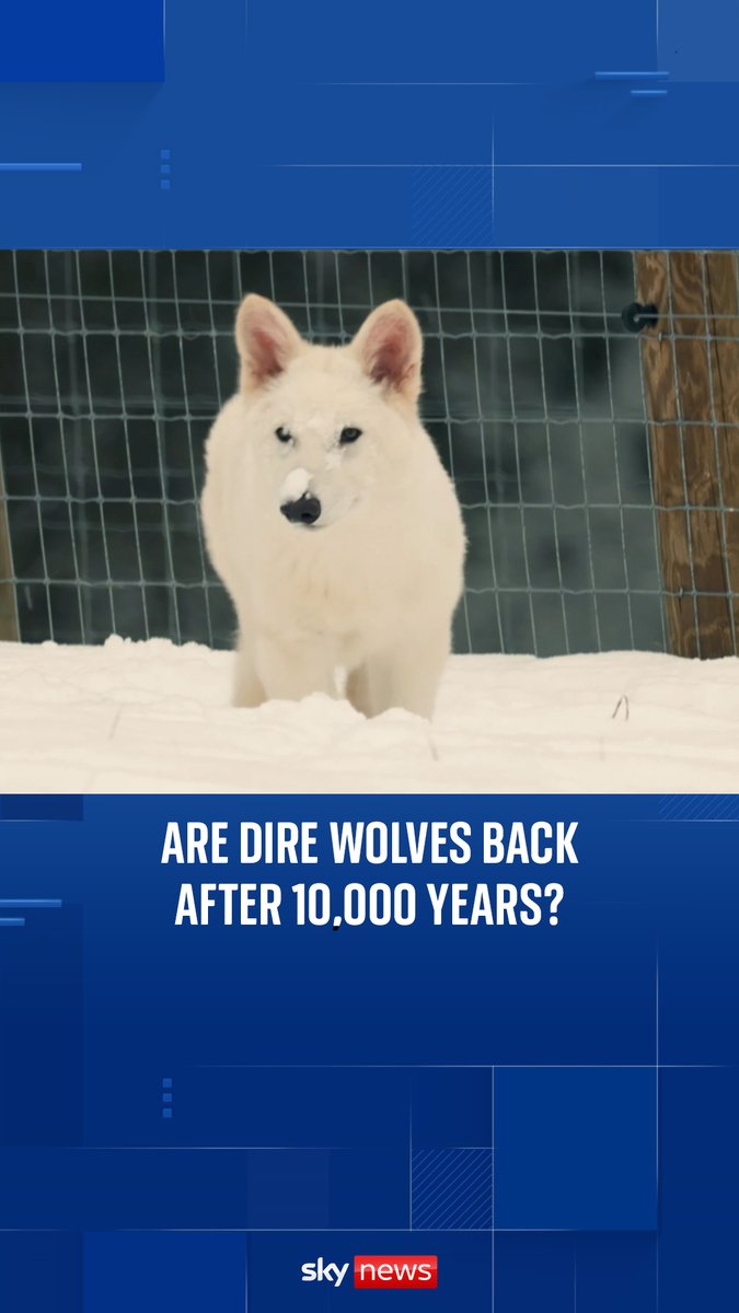 Are dire wolves back after 10,000 years? We explain the DNA editing process... Full story 🐺➡️