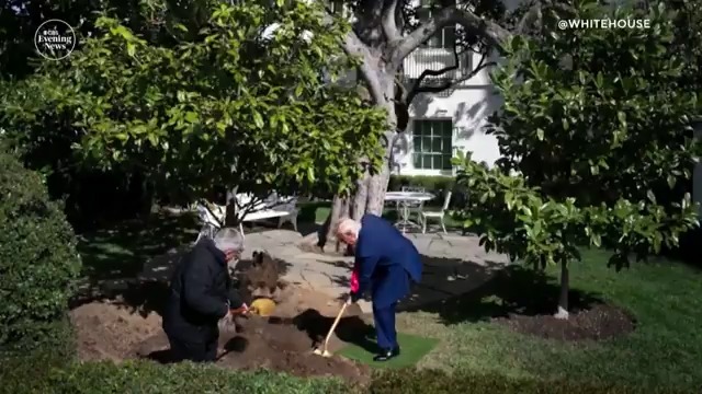A southern magnolia outside the White House that President Andrew Jackson planted was chopped down after arborists determined it had to be removed due to damages. Using a golden shovel, President Trump helped plant a replacement that was grown from the seeds of the Jackson tree.