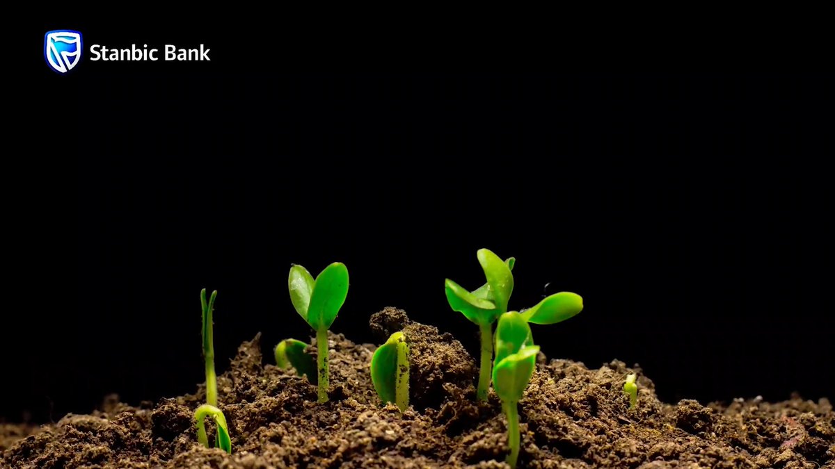 At Stanbic Bank Zimbabwe, sustainability isn’t a side project — it’s part of our purpose. 🌍 Our ESG journey is about shaping a future where people, planet, and progress grow together. Dive into our story through this inspiring video. #StanbicForTomorrow #ESGInAction #PurposeDrivenBanking