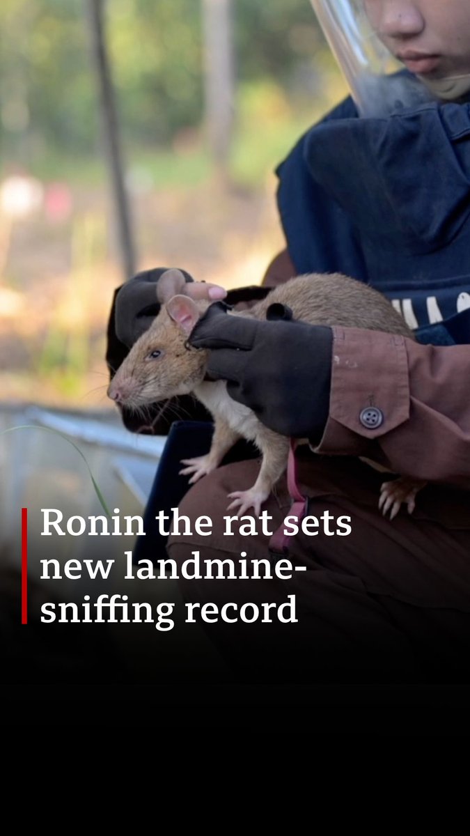 🐀 Ronin, an African giant pouched rat in Cambodia, has made history by becoming the first rodent to detect over 100 landmines. Trained by the charity APOPO, he’s uncovered 109 mines and 15 unexploded devices since 2021.