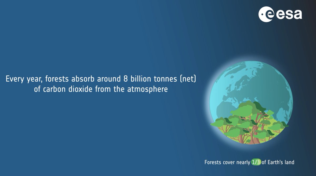 In 20 days, European Space Agency's Biomass satellite will be launched! The mission's P-band synthetic aperture radar can penetrate through the forest canopy to measure trees‘ biomass (woody trunks/branches/stems), which is where trees store most of their carbon.