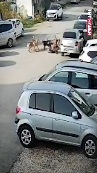 Hatay'da yürüyüşe çıkan bir kadın, başıboş köpek sürüsünün saldırısı sonucu yaralandı.