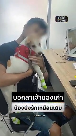 นาทีน้องหมาถูกลากเจอเจ้าของใจร้ายครั้งสุดท้าย ถูกทำร้ายแค่ไหนก็ยังรักเหมือนเดิม #สำนักข่าววันนิวส์