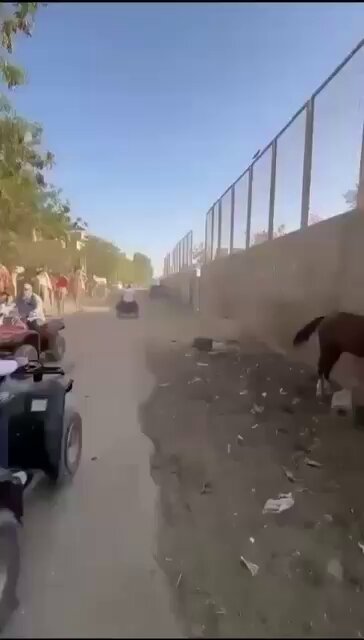 - سائحة أجنبية لم تتمالك أعصابها بعد أن شاهدت أحد المصارية يضرب حيوانًا، فقامت بضربه وإبعاده هو ومَن معه عن الحيوانات المتضررة من ضربهم واستغلالهم. - يُذكر أن ظاهرة استغلال الحيوانات في مصر تُعَدّ من أكثر الظواهر التي ينتقدها السياح في حساباتهم الشخصية بعد عودتهم إلى أوطانهم.