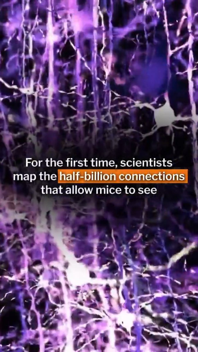 Scientists have mapped the vision centers of a mouse brain, the largest and most detailed such rendering of neural circuits in a mammalian brain: