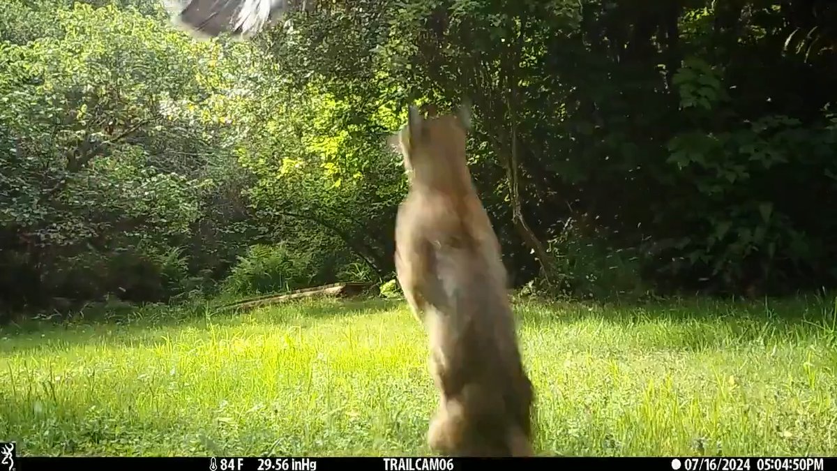 Wild trail cam footage of a turkey getting plucked out of the air by (I think...) a bobcat 🐈‍⬛🦃 #nature #turkey #bobcat