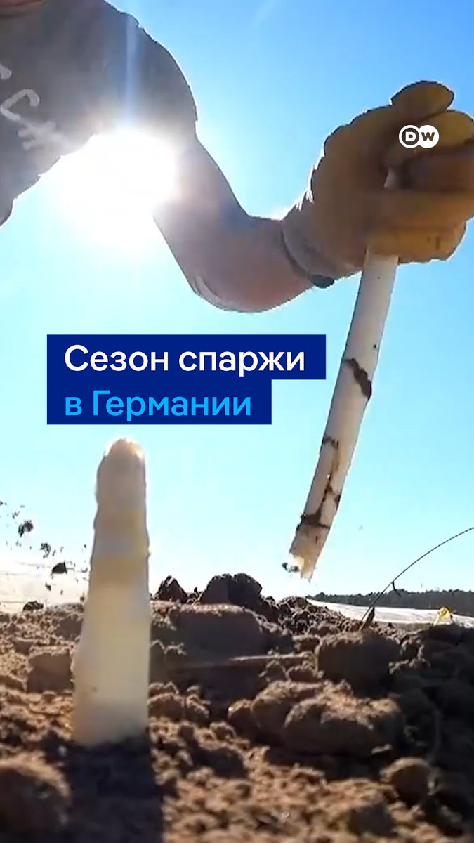 В Германии начался сезон спаржи. Этот главный весенний деликатес здесь еще называют "белым золотом" - в первую очередь из-за высокой цены. Как правильно собирают белую спаржу, как ее готовят и с чем едят, рассказываем в нашем видео. А вы любите спаржу?