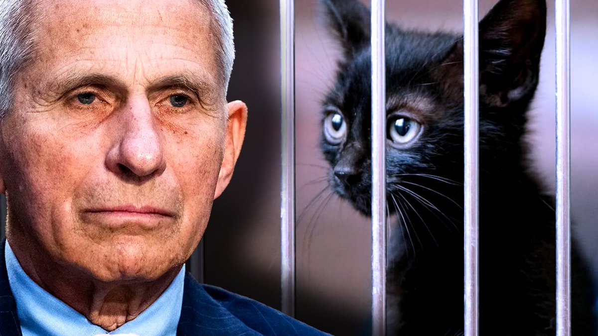 🚨 Fauci Says Millions of Pet Cats Must Be Slaughtered to Fight Bird Flu Pandemic Anthony Fauci, the former NIH kingpin has slithered back into the spotlight, this time with his sights set on your furry companions. The serial liar is now claiming that pet cats are a ticking time bomb, a menace so dire they must be exterminated by the millions, just like the mass chicken culls we’ve already witnessed. This isn’t some offhand remark - it’s the latest escalation in his bird flu fear campaign, a narrative he’s been stoking to keep us all in a perpetual state of panic, and prepare us for the bird flu vaccine rollout which is set to enrich him to the tune of hundreds of millions of dollars.