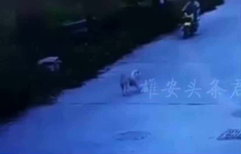 2025/4/9/发布，广东汕头一村主任养殖大型狗不拴绳，恶狗拦路撞到下班小伙的电动车，村主任竟然带着派出所的黑皮狗上门要求小伙为狗磕头道歉，小伙拒绝后被村主任有派出所的黑皮狗殴打致重伤！ 中共崴脚部：中国是个法治社会！