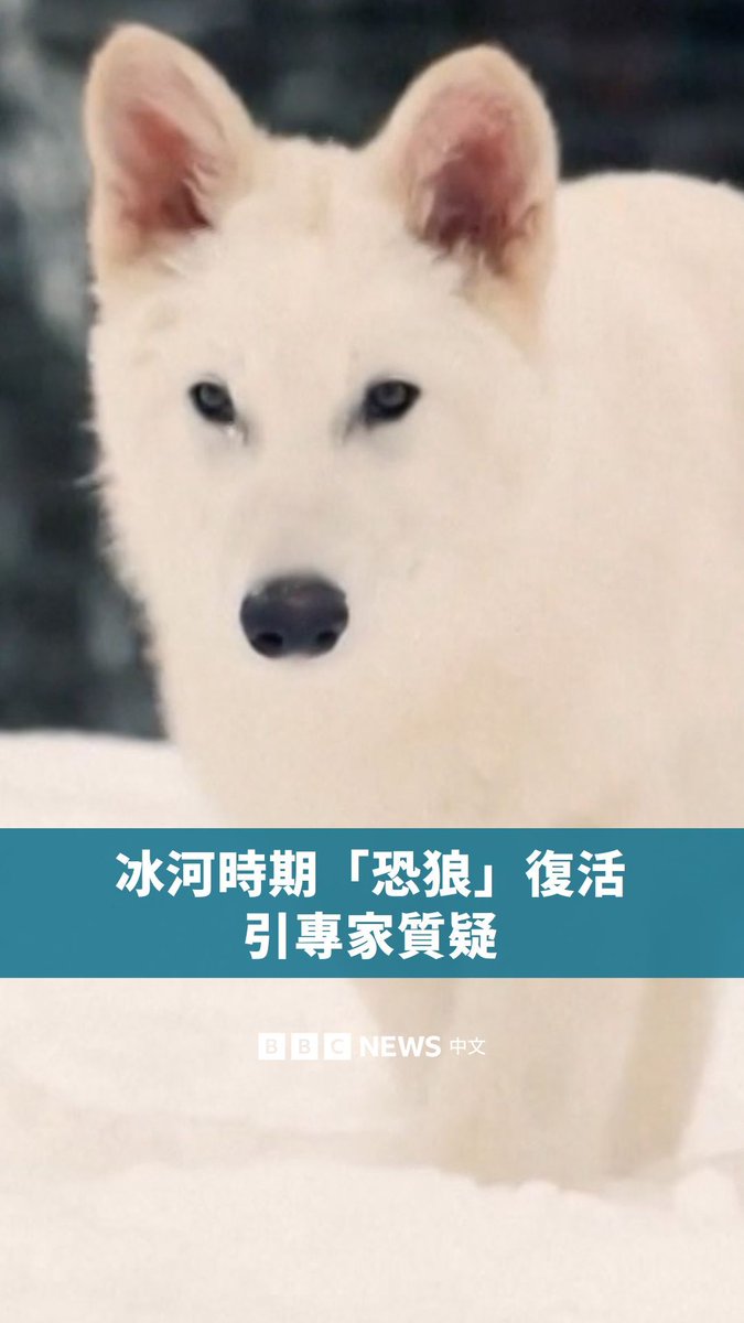 “恐狼”复活了?一家美国公司声称已成功“繁殖”出三只早在一万年前灭绝的恐狼,但这一实验受到专家的质疑。恐狼因在影集《冰与火之歌:权力游戏》中虚构角色而广为人知,这种狼一度遍布美洲,直到物种灭绝。 该公司表示使用了“灵巧的基因工程和古代DNA”让这些狼“复活”,但弗林德斯大学的科里·布拉德肖教授指出,这种方法所产生的仅是“稍微基因改造的狼”。