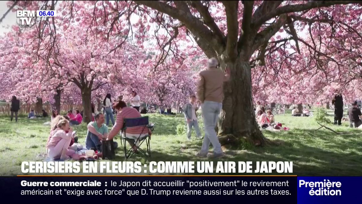 Au parc de Sceaux, dans les Hauts-de-Seine, personne ne veut rater la floraison des cerisiers du Japon