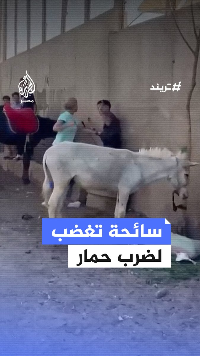 فيديو متداول لسائحة أجنبية تشتبك بالأيدي مع شاب لاعتدائه بالضرب على حمار في إحدى مناطق #الجيزة #تريند