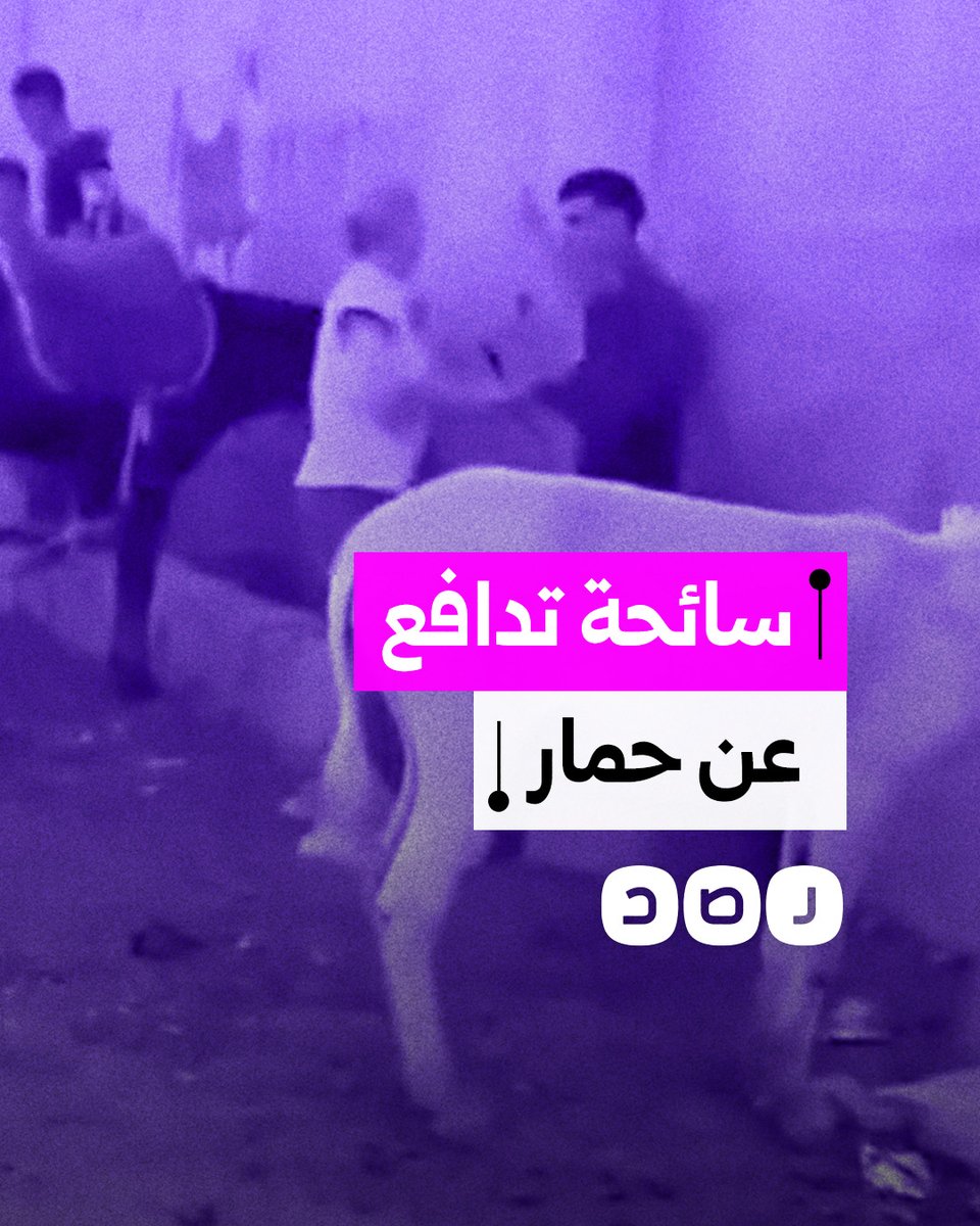 سائحة أجنبية تشتبك مع شاب في نزلة السمان بالجيزة بعد اعتدائه على حمار أمامها