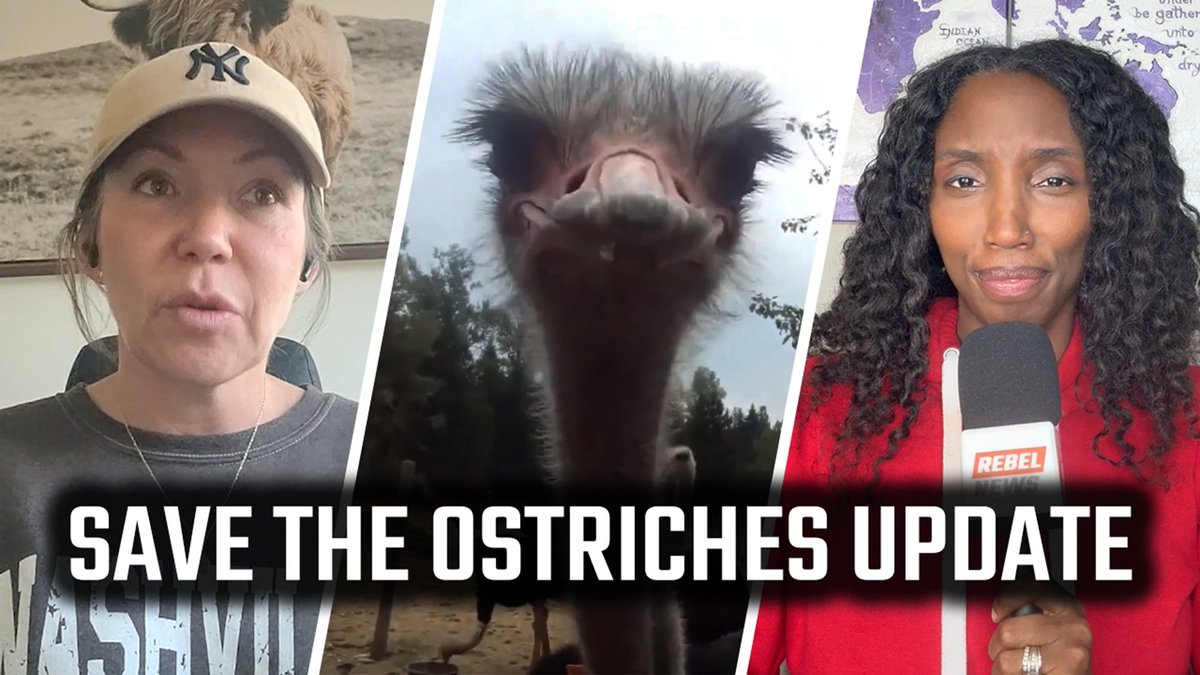 'This is a kill mission': B.C. ostrich farmer gives update on CFIA's death pursuit against healthy flock Federal judge who paused the Canadian Food Inspection Agency’s cull order is replaced, as government lawyer scoffs at farmers’ “belief” in herd immunity. “There is a small subset of the population that holds certain beliefs about herd immunity.” That was the dismissive remark made by Department of Justice lawyer Eileen Jones during a recent case management conference, as the Canadian Food Inspection Agency (CFIA) presses forward with its attempt to slaughter 400 ostriches at Universal Ostrich Farms in Edgewood, British Columbia. For the farmers — who maintain that their ostriches have been symptom-free and have had natural immunity to the H5N1 avian flu for months, Jones’s statement was a chilling echo of Justin Trudeau's infamous “small fringe minority” comment aimed at Canadians who questioned government vaccine mandates. Katie Pasitney, one of the farmers behind the groundbreaking ostrich research farm, joined Rebel News once again to provide a detailed update on the CFIA’s unrelenting legal campaign, the farm’s mounting financial burden and a troubling shakeup in their judicial review case. The farm’s previous victory — a dramatic emergency injunction granted by Justice Battista just before the CFIA was set to kill the flock on February 1 — is now clouded in uncertainty, as Pasitney revealed during her latest interview with Rebel News that Battista has been removed from the case. Adding to the pressure, the farm has been under quarantine since December 30. “All of our farm’s ways and means of raising money have been shut off,” she explained, noting that the shutdown includes revenue from research partnerships and egg sales not for human consumption. Pasitney also announced a restructuring in the farmers' legal team. In addition to longtime counsel Michael Carter, the farm has brought on Lee Turner, a Kelowna-based lawyer known for representing COVID vaccine injury whistleblower Dr. Charles Hoffe. “We've been lucky now to have Michael Carter and Lee Turner as co-council and they're both helping our farm and all of us fight this fight,” said Pasitney. The dual-counsel approach has also allowed the farm to shift how they pay their legal fees moving forward, which is expected to cost tens of thousands of additional dollars. To date, the farmers have paid around $75,000 for the fight, thanks to support from crowdfunding. Pasitney says several case management conferences have taken place to try and reach a resolution, but their pleas for scientific testing to simply prove the flock is now immune have fallen on deaf ears. “Give us the opportunity to test our ostrich eggs that are being laid right now. Give us an opportunity to test our ostriches that are all happy and healthy right now. We can prove that they are not a public threat, that they have antibodies… that was met with complete deaf, just a deaf response,” she said. “They are not interested in testing these animals. It has become very clear that this is kill mission.” Pasitney believes the government’s priorities are skewed: This should be something that should be very interesting to the Canadian Food Inspection Agency, as well as it should be very important to us. It should be important to both sides. We could not have to spend them however much money of the government and the time to kill all of our animals if they're all happy with herd immunity, natural immunity, and robust antibodies. Paitney said the Department of Justice lawyer's characterization of them “a small subset of the world” that believes in herd immunity is alarming. “During the COVID-19 times, if when you go back and you look at all of their marketing, their marketing was on community immunity, which resembled herd immunity. If you get vaccinated, you can create community immunity and your immune system. They're using it when they want to, that's gonna benefit them.” A two-day judicial review hearing is now scheduled for April 15 and 16 at the Vancouver Law Courts. The farmers welcome public support at the courthouse and are asking anyone who attends to do so peacefully. “We stand for peace, and we stand for kindness. That's how we are meant to win this,” said Pasitney.