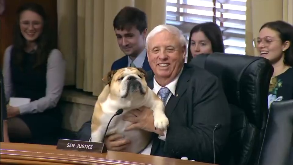 .@BabyDogJustice’s testimony will be admitted into the record without objection.