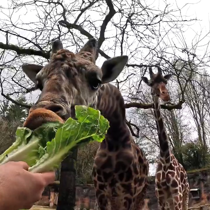Lettuce cronch