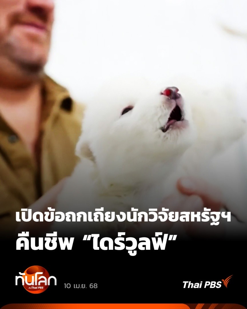 "ไดร์วูลฟ์" หรือหมาป่าโลกันตร์ สัตว์ดึกดำบรรพ์ในยุคน้ำแข็งได้รับความสนใจเป็นวงกว้าง หลังบริษัทในสหรัฐฯ อ้างว่าสามารถฟื้นคืนชีพได้ ท่ามกลางข้อถกเถียงเกี่ยวกับความสำเร็จครั้งนี้ 🎬 ชม #ทันโลกกับThaiPBS ได้ที่ #ThaiPBS #ข่าวไทยพีบีเอส #ข่าวที่คุณวางใจ