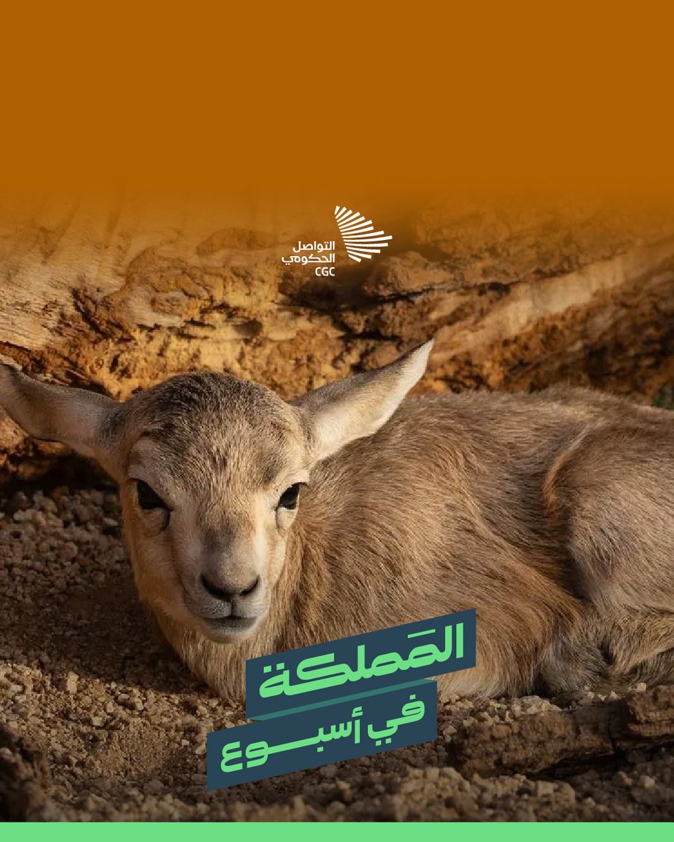 #المملكة_في_أسبوع؛ اكتشاف 14 حقلًا للنفط والغاز، وإطلاق منتدى الاستثمار الرياضي، وتدشين أسبوع فن الرياض.