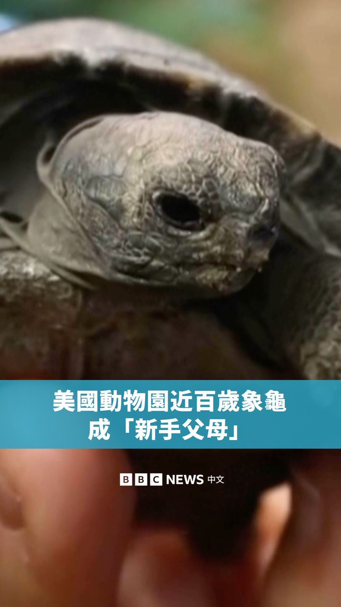 费城动物园的两只近百岁西圣克鲁斯加拉巴哥乌龟，名为“妈咪”（Mommy）和“阿布拉佐”（Abrazzo），最近迎来了四只幼龟，成为“新手父母”。它们的第一颗蛋于2月27日破壳，动物园团队正密切关注，期待更多幼龟的诞生。