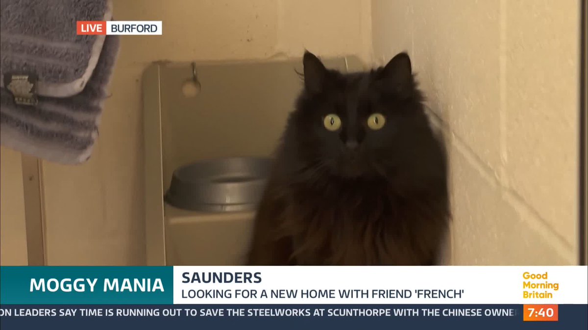 Recently, animal charities have seen more than a 50% surge in black cat adoptions. Hannah Wiltshire, who manages a pet rescue centre, joins us with Saunders the cat.