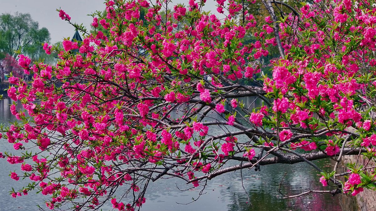 🌺🌺Peach blossoms are in full bloom at Liyuan Garden in #Wuxi, #Jiangsu! With pink peach flowers, green willows, and stunning lake views🌊, it's a paradise that leaves visitors enchanted. [📹/Wuxi Aerial Photography Association] #BeautifulJiangsu