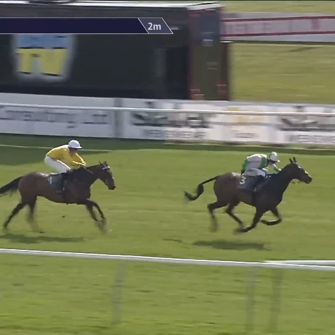 🤙 Wilful - back in business in the opener at Ayr Racecourse O'Neill Racing