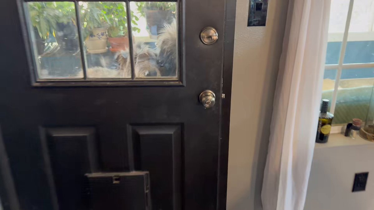 When the Muppets come in the house they clear the house like a pair of velociraptors! Someone should notify Jurassic World that we are caring for two of their own! Happy FriYAY! Video: Two Irish Wolfhounds come in a house and walk in tandem as they check every inch finally settling down with toys.