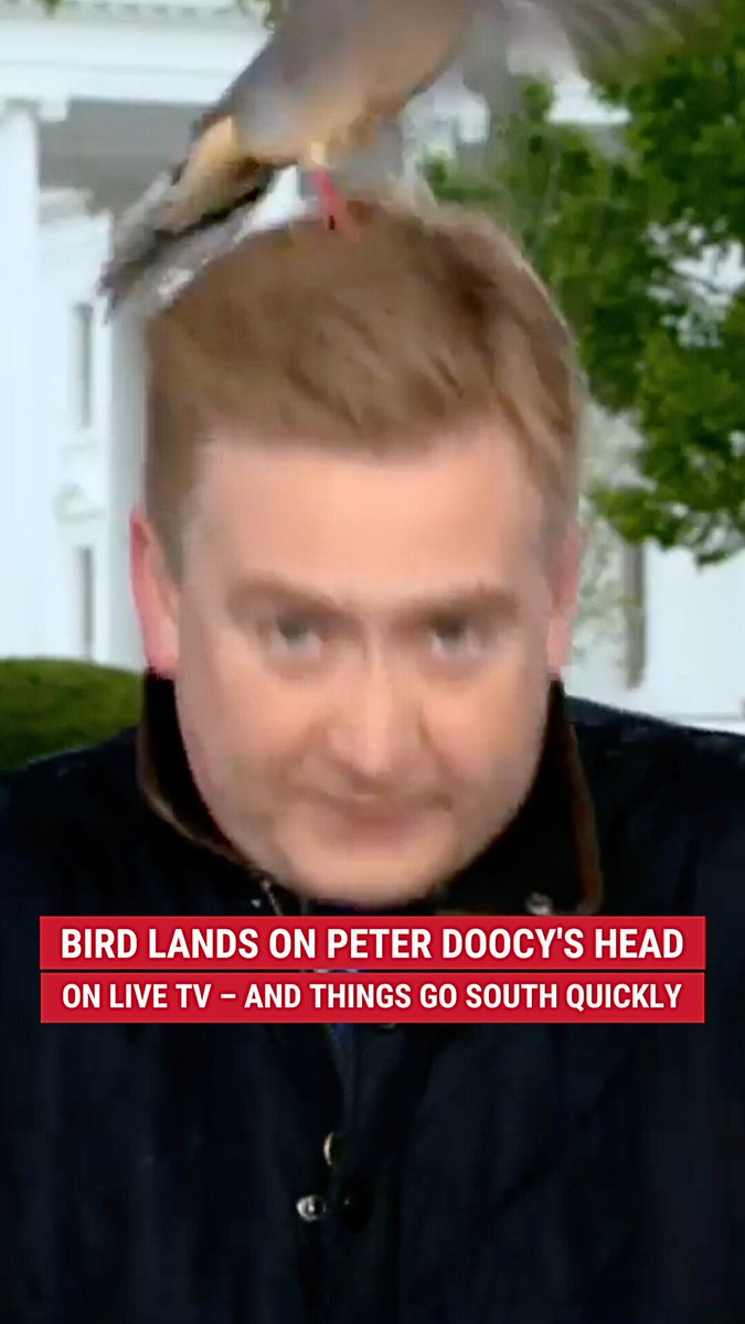 Apparently, a bird confused Peter Doocy's hair for a nest this morning... and it's definitely not something you see everyday. 🦅🐦👀 | FOX & Friends Brian Kilmeade Lawrence Jones III Ainsley Earhardt