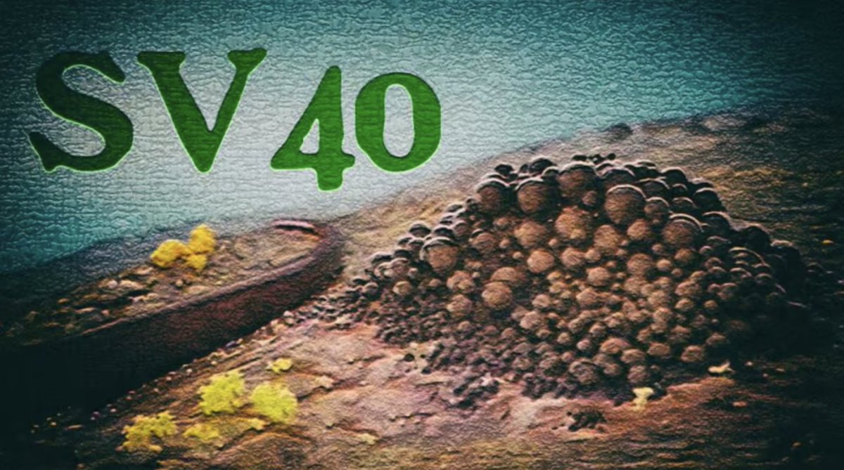 Turbo Cancer Set To Explode – Exclusive Report Messengers from a myriad of professions are shouting about SV40's presence in the Covid vaccines » ᴊᴏɪɴ ᴛʜᴇ ʙʀᴏᴀᴅᴄᴀsᴛ: