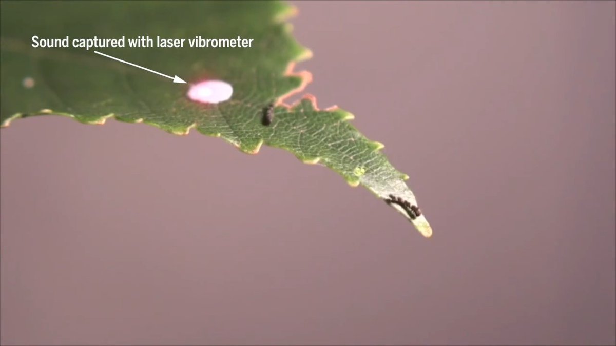 This tiny, newborn caterpillar buzzes to defend its territory. Learn more: News from Science