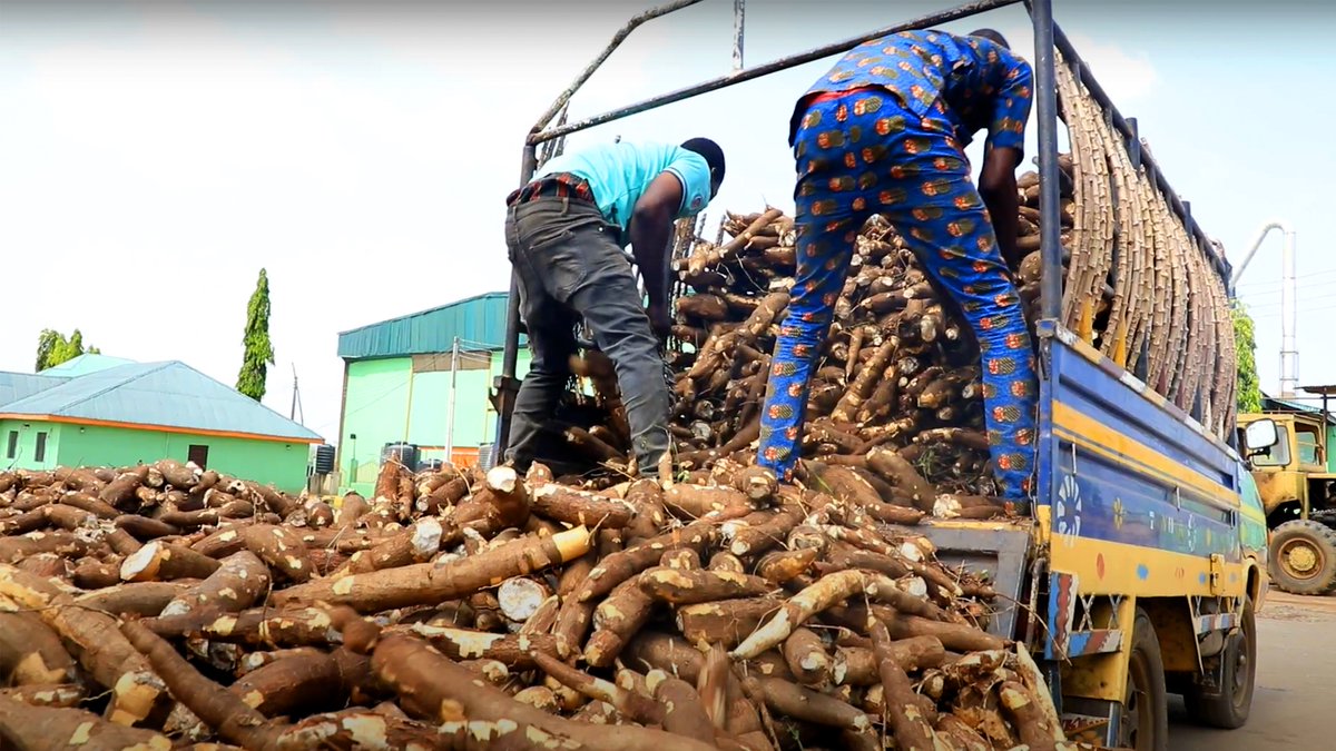 Why Nigeria is missing out on the global cassava market