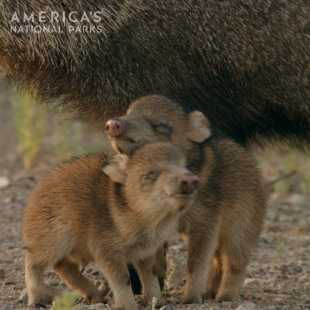 Cuteness coming right up 🥹 Their vision may not be the sharpest, but that doesn’t stop these baby javelinas from exploring Saguaro National Park. #AmericasNationalParks is now streaming on Disney+ and Hulu!