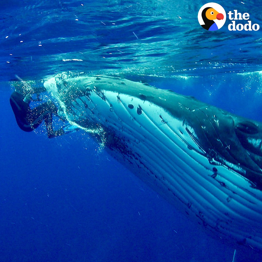 She dedicated her life to saving whales, and one day a whale reciprocated