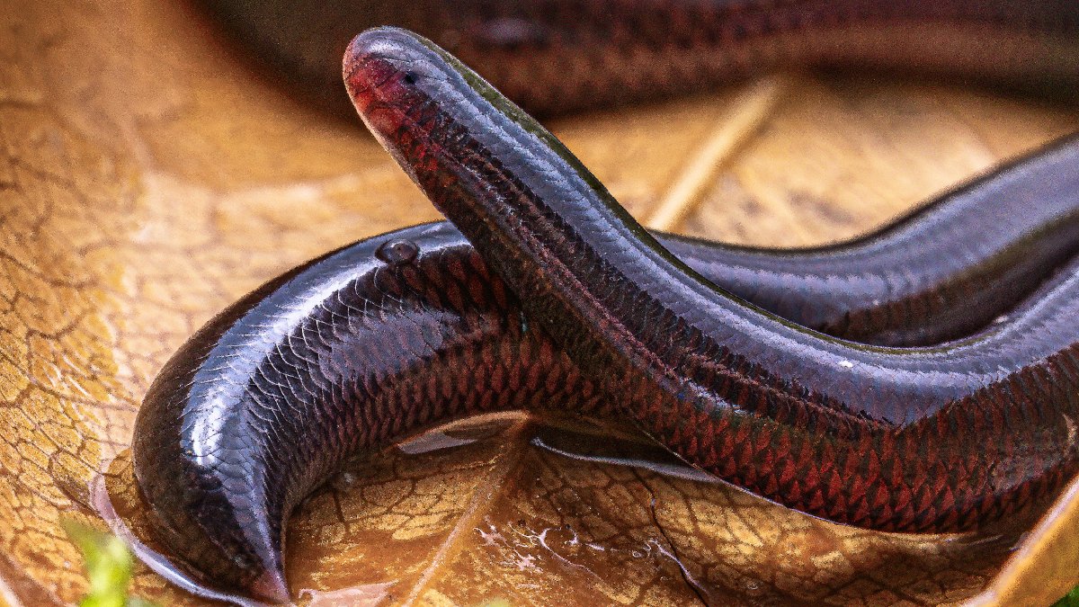 Chinese scientists have decoded the genome of the flowerpot snake, the world's only all-female snake species. This tiny, 20-centimeter snake reproduces without males, thanks to a unique triploid genome and powerful DNA repair mechanisms.