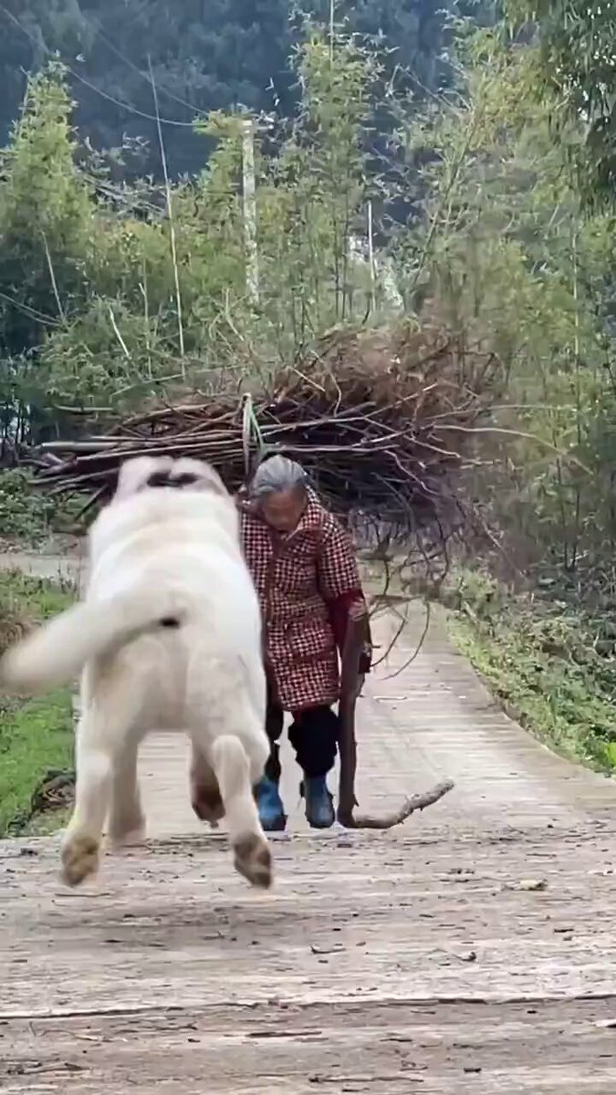 おばあちゃんの生活を支えてくれるわんこ とても頼りになりそうだ