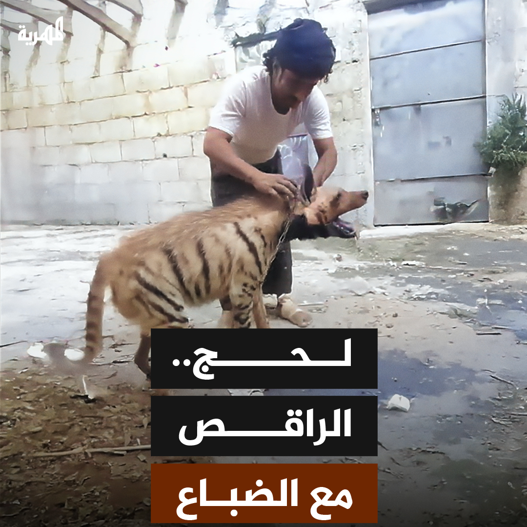 تداول ناشطون على مواقع التواصل الاجتماعي مقطع فيديو يُظهر رجلاً في محافظة #لحج وهو يراقص ضبعًا بريًا، في مشهد نادر أثار تفاعلًا واسعًا وإعجابًا بقدرته اللافتة على ترويض أحد الحيوانات المفترسة.