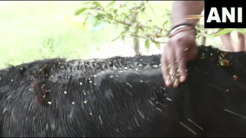 #WATCH | Assam | Visuals of people in Golaghat celebrating Goru Bihu on the first day of Bohag Bihu On this special day, considered one of the most significant celebrations in a farmer’s life, the villagers clean and bathe their ploughing bulls and dairy cows, including the revered "khirati" cows, as part of rituals for the prosperity and well-being of the cattle.