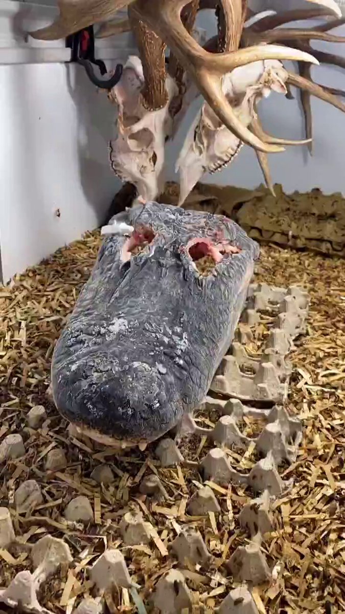 Dermestid beetles vs alligator (timelapse)