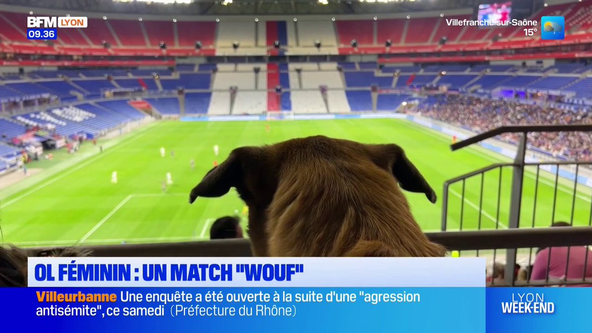🇫🇷⚽️🐶 INSOLITE | Une tribune dédiée aux chiens : des centaines de toutous ont assisté au match Lyon–Paris FC au Groupama Stadium.