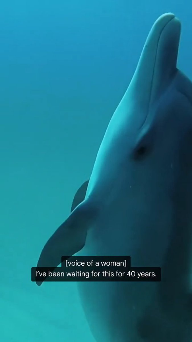 Meet DolphinGemma, an AI helping us dive deeper into the world of dolphin communication. 🐬