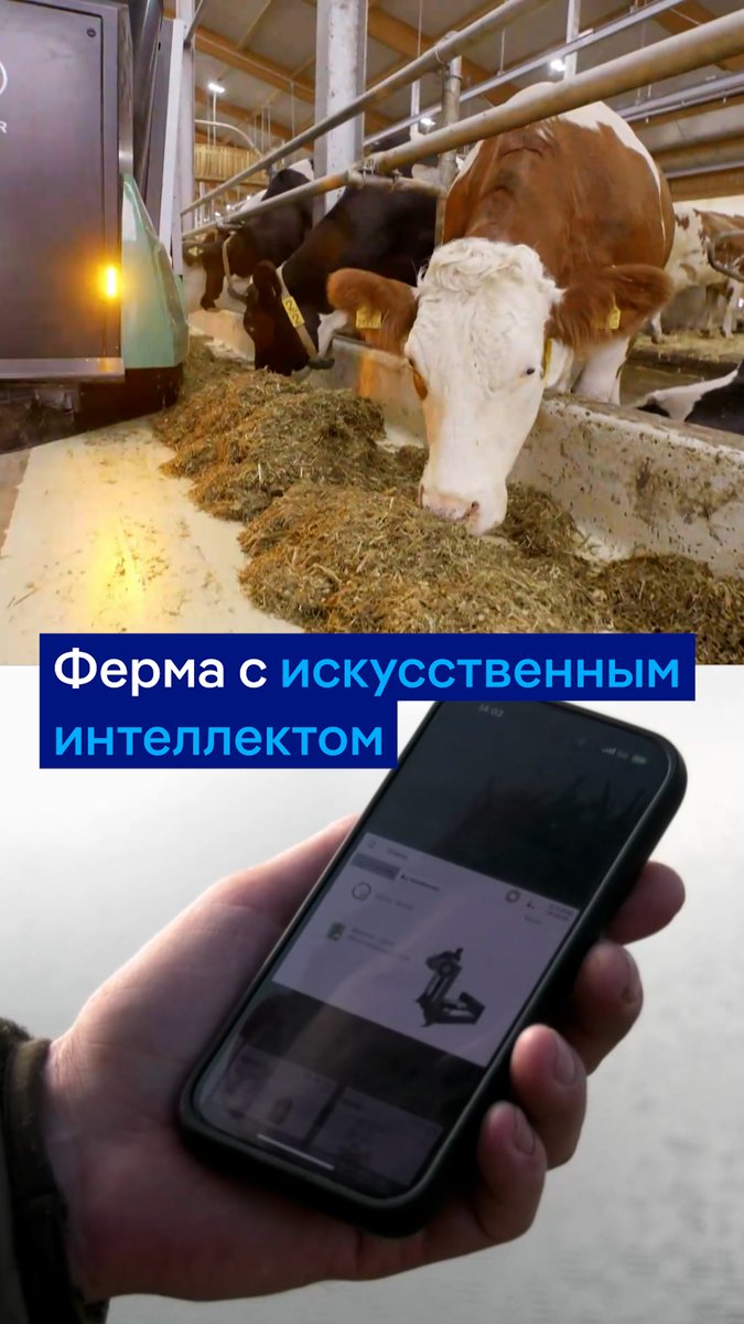 На этой ферме за коровами ухаживает искусственный интеллект. ИИ рассчитывает, сколько животным нужно еды, контролирует распорядок дня коров, следит за их здоровьем. Ну а человек наблюдает за процессом со смартфона #dwbusiness