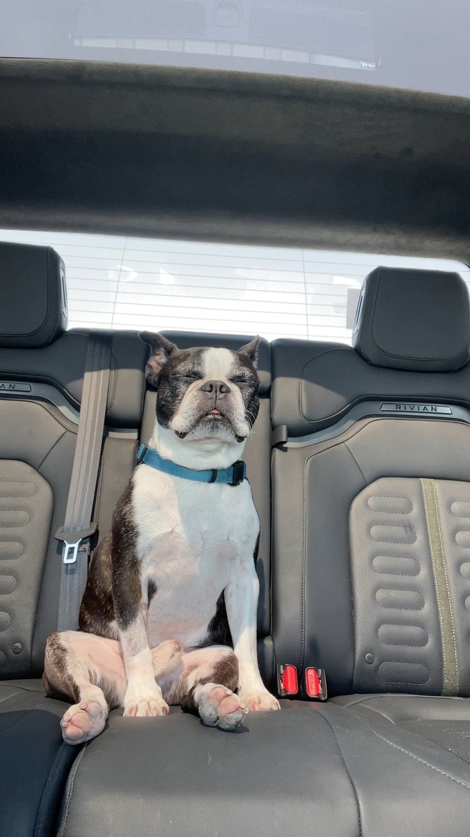 You never have to feel bad about leaving your pet behind because our Pet Comfort mode leaves them feeling like 😎 Comment what temperature do you think has Lewis chilling like this 👀