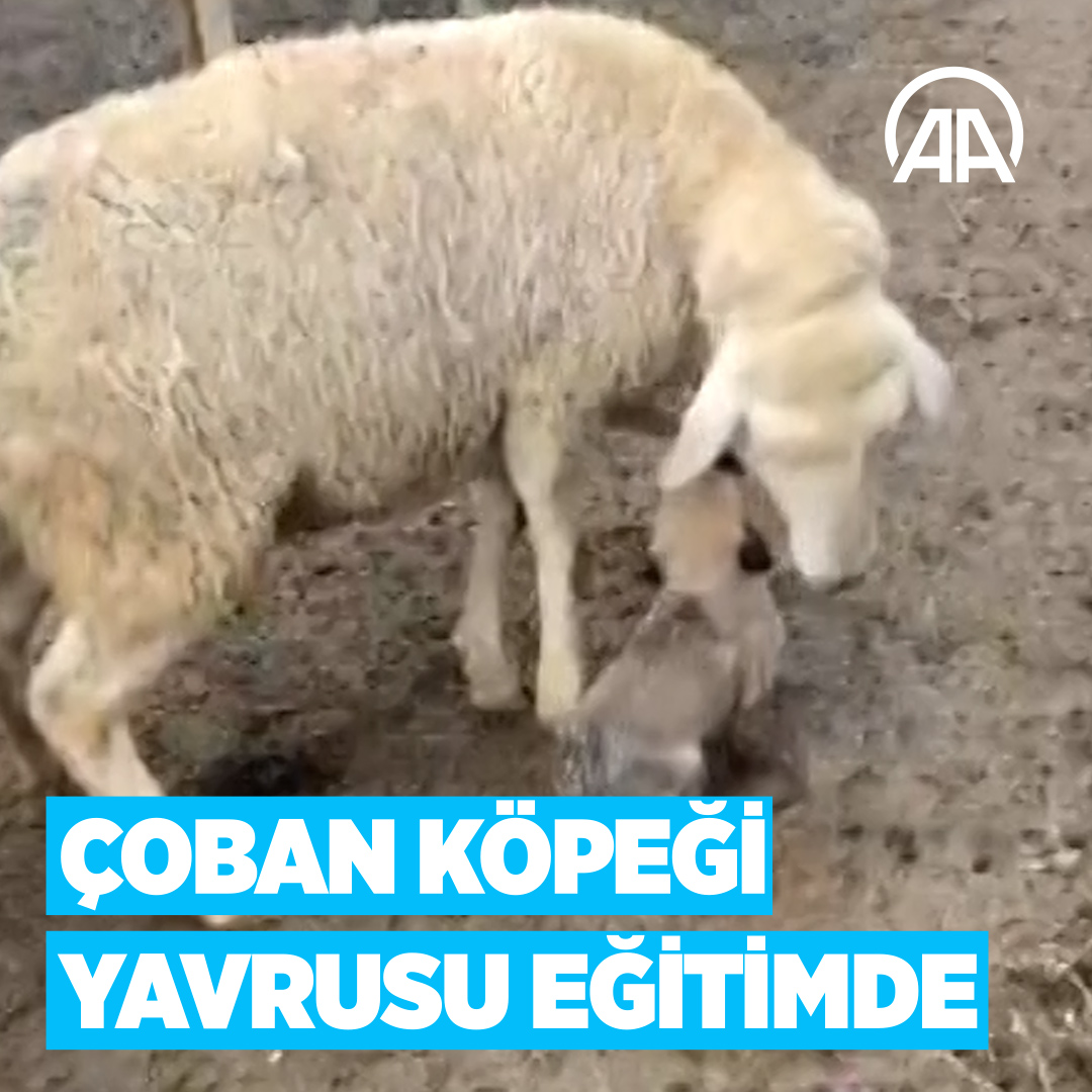 🐶 Sürüye eşlik eden çoban köpeği yavrusuna koyunlardan ilgi..🥰 Yakışıklı Güvenlik 😉