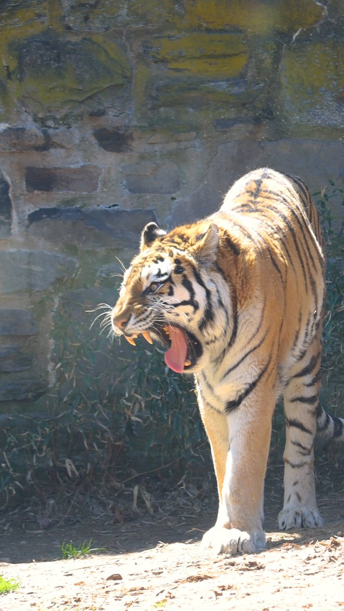 The most majestic post nap routine😴 Amur tigers like Koosaka sleep for up to 20 hours a day to help conserve energy and rejuvenate!