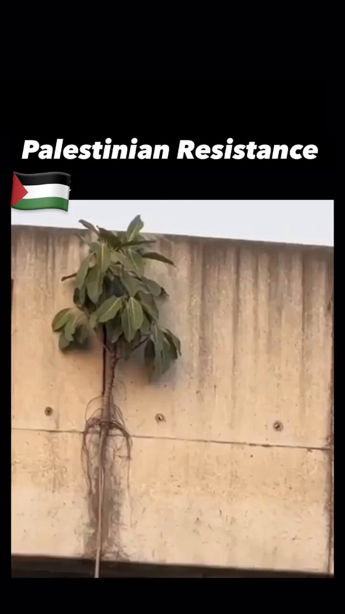 In Palestine even the Plants Resist to Survive This one shocked me